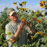 Mike Bachman is hybridizing sunflowers.